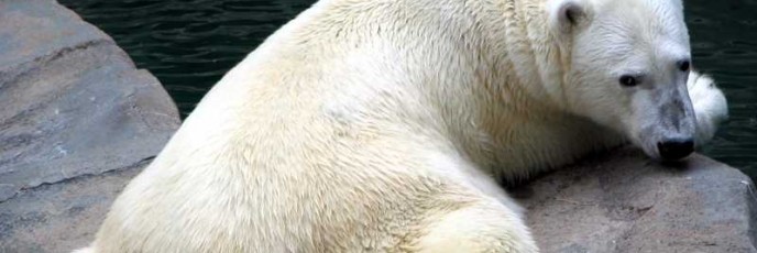 Polar Bear