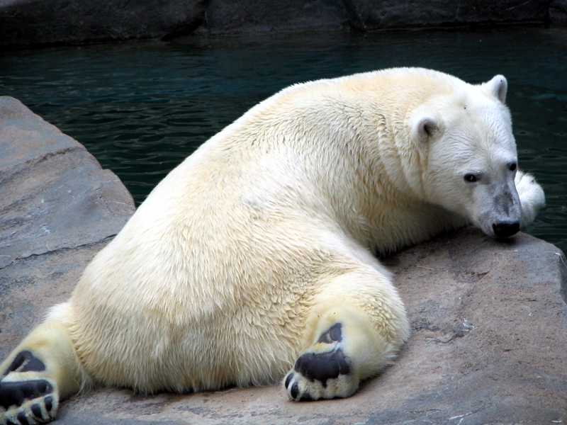 Polar Bear