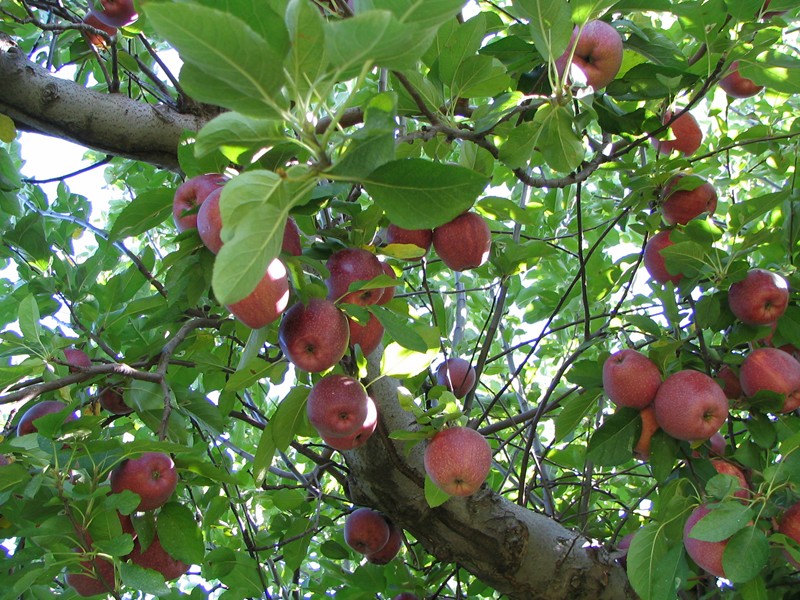 Carter Mountain Orchard