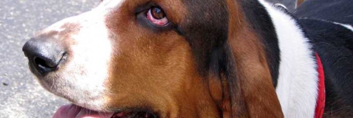 Do Dah Parade Basset Hound