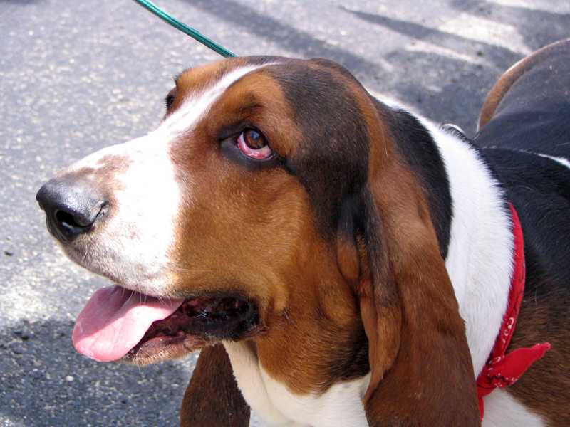 Do Dah Parade Basset Hound