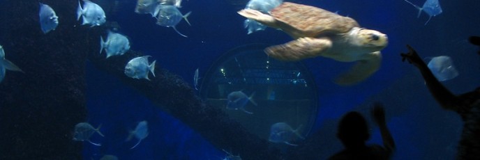 Sea Turtles
