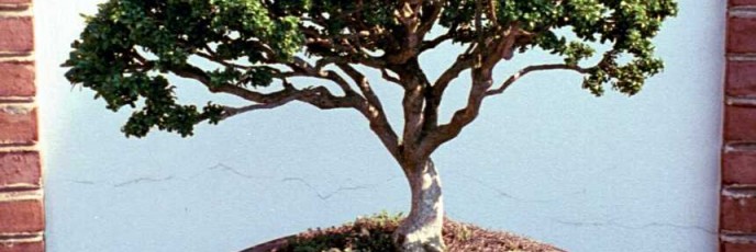 Bonsai