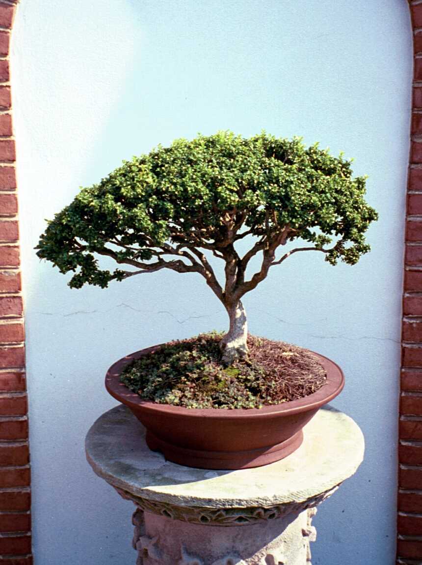 St Louis Botanical Garden