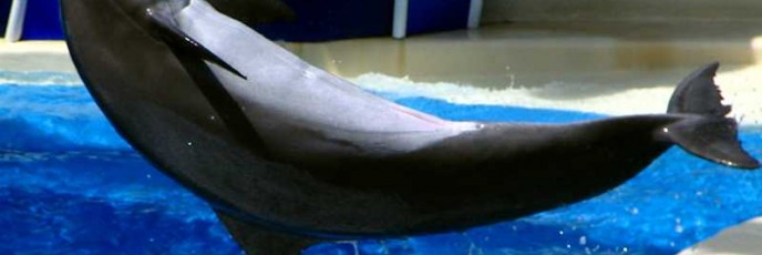 Seaworld Dolphin